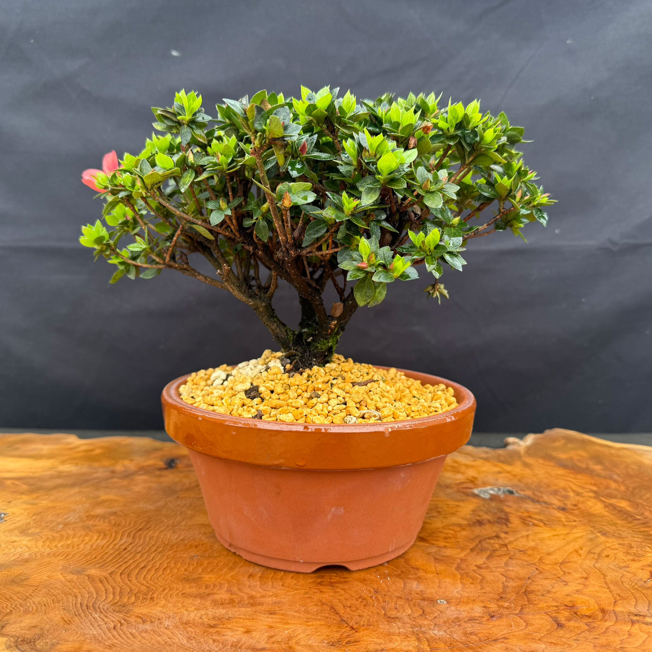 Satsuki Azalea 'Kazan' Bonsai Tree, 6” to 8” Tall in 7.5” Tokoname