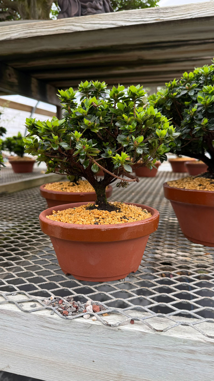 Satsuki Azalea 'Kazan' Bonsai Tree, 6” to 8” Tall in 7.5” Tokoname