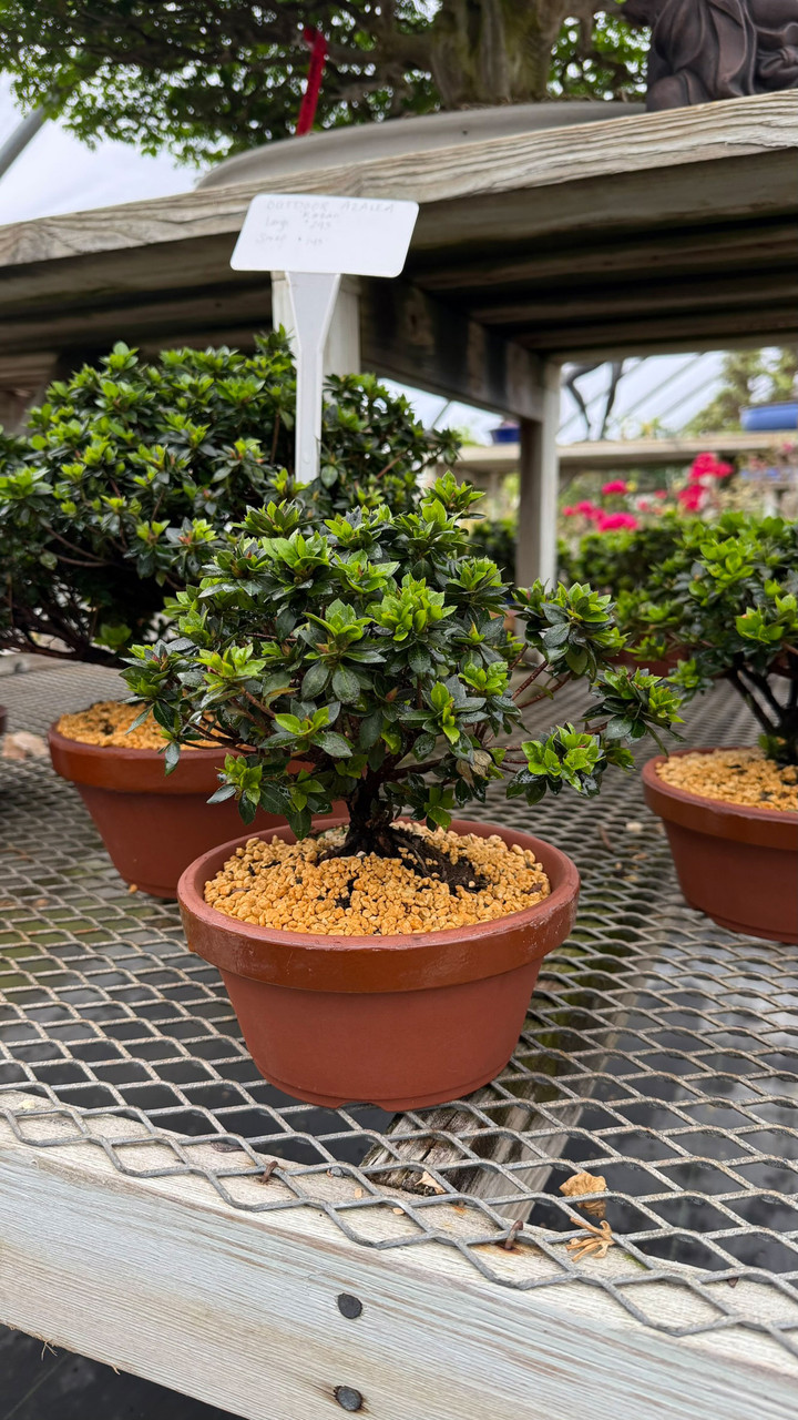 Satsuki Azalea 'Kazan' Bonsai Tree, 6” to 8” Tall in 7.5” Tokoname