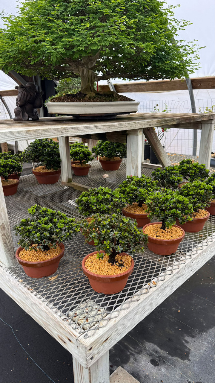 Satsuki Azalea 'Kazan' Bonsai Tree, 6” to 8” Tall in 7.5” Tokoname