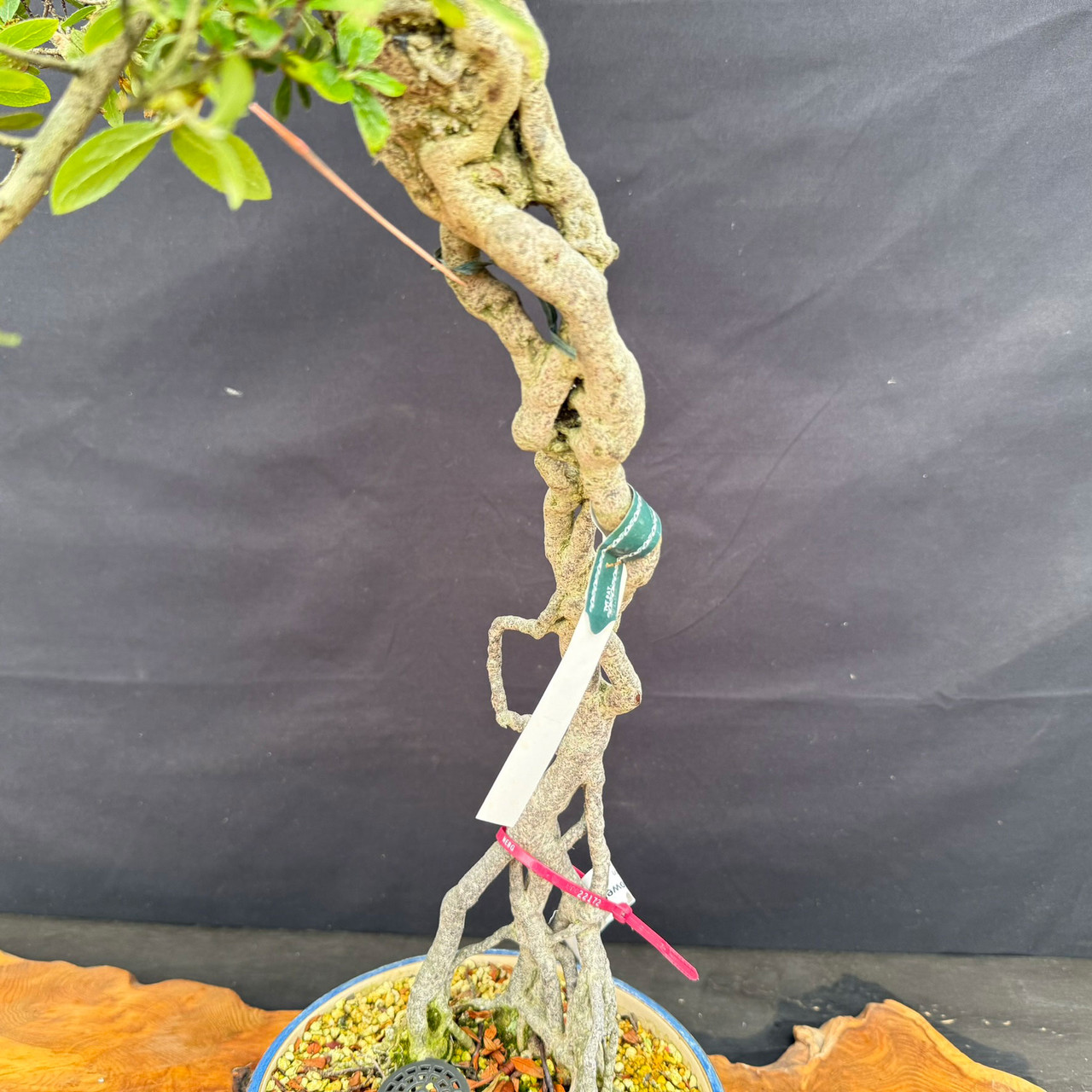 Imported KOUGETSU Satsuki Azalea Bonsai with Exposed Roots
