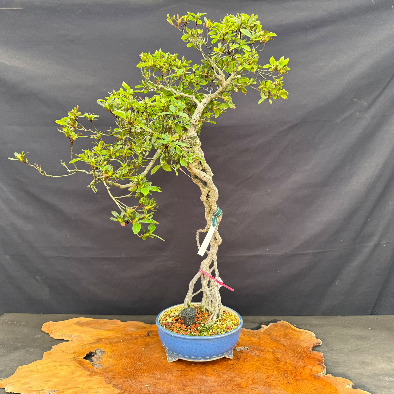 皐月盆栽　碧空　SATUKIBONSAI AOSORA Satsuki Azalea (Rhododendron Indicum) Outdoor Bonsai. - Brussel's