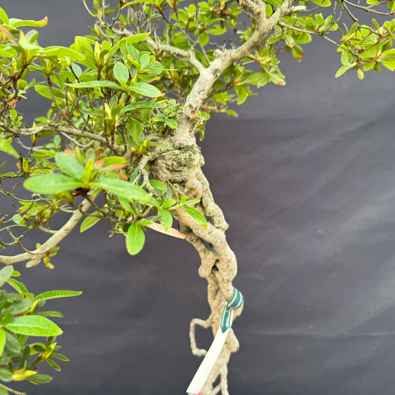 Imported KOUGETSU Satsuki Azalea Bonsai with Exposed Roots