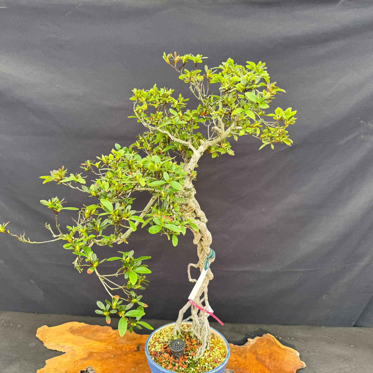 皐月盆栽　碧空　SATUKIBONSAI AOSORA Imported KOUGETSU Satsuki Azalea Bonsai with Exposed Roots