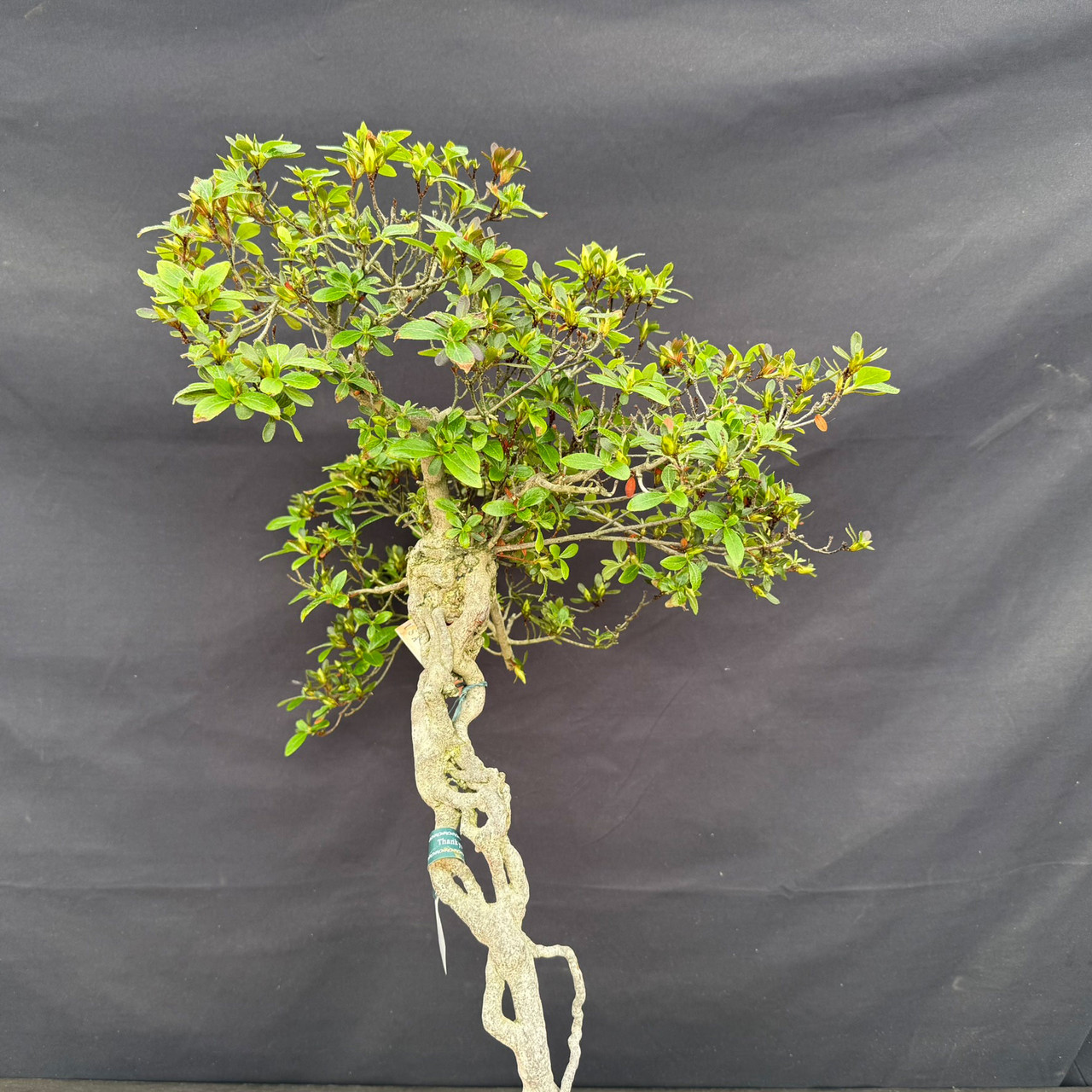 Imported KOUGETSU Satsuki Azalea Bonsai with Exposed Roots