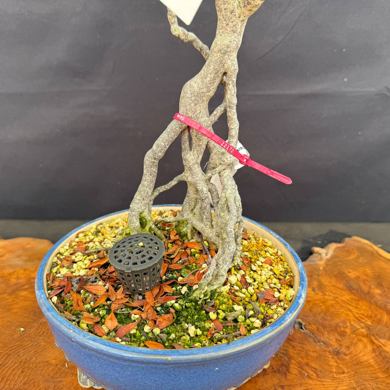 皐月盆栽　碧空　SATUKIBONSAI AOSORA Yahoo!オークション - さつき 皐月 盆栽 碧空（あおぞら）№16