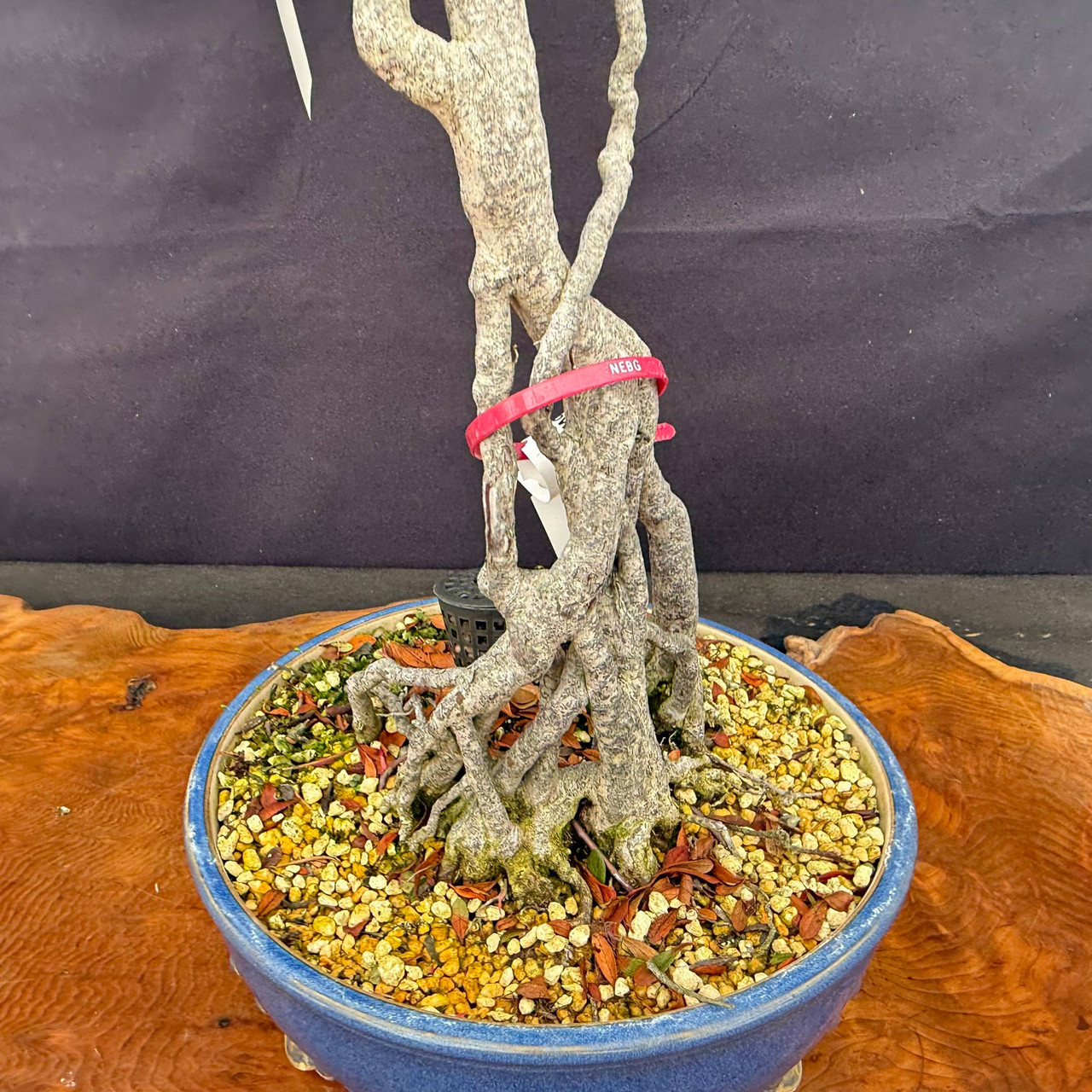 Imported KOUGETSU Satsuki Azalea Bonsai with Exposed Roots