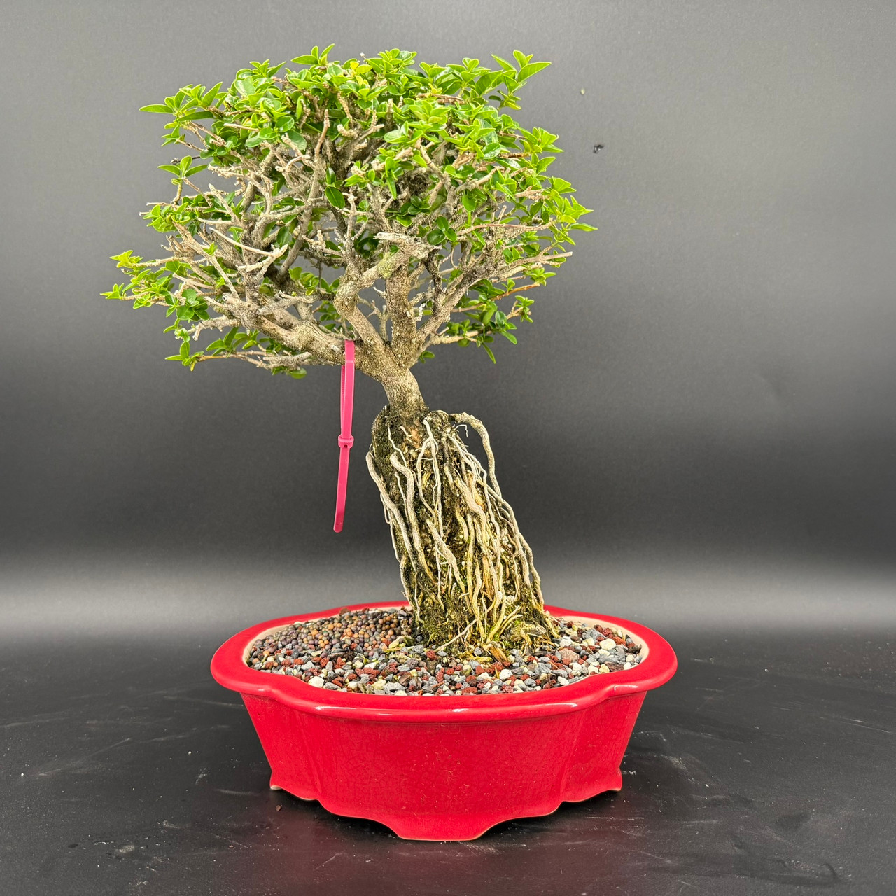 羅本製所 robinceramicstudio Prince Bonsai Exposed Root Premna Microphylla Bonsai in Red Yixing Ceramic Pot