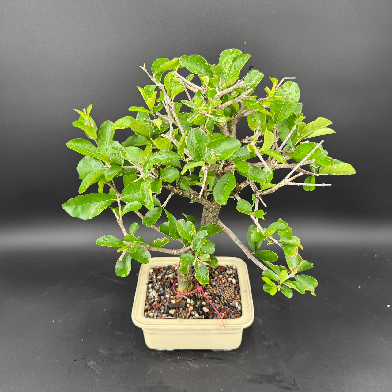 Mature Tropical Barbados Cherry Bonsai in Cream Japanese Ceramic Pot |  Bonsai Outlet