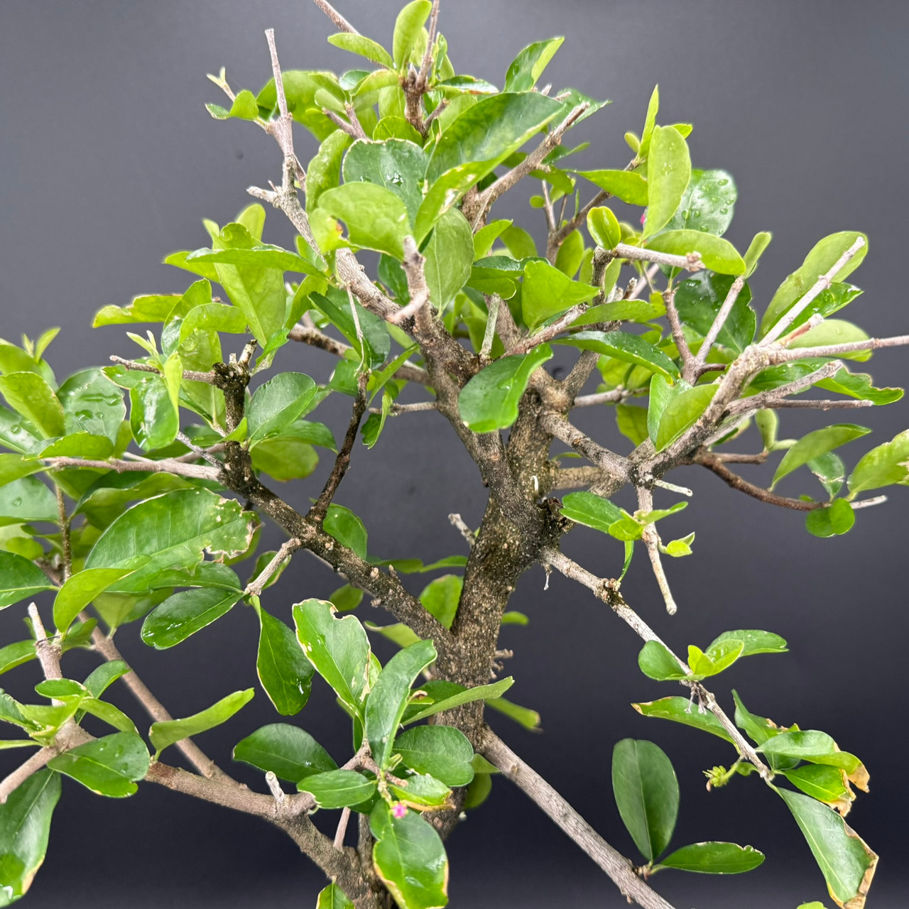 jade plant live Jade Succulent Plant (Crassula ovata) 3" Pot