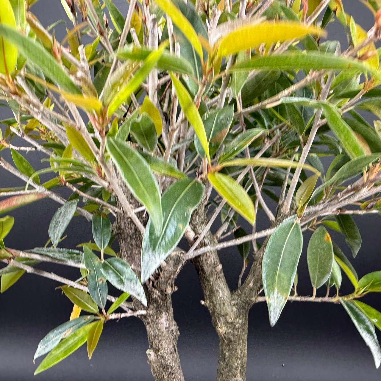 Mature Double Trunk Ficus 89 Bonsai in Japanese Ceramic Pot | Bonsai Outlet