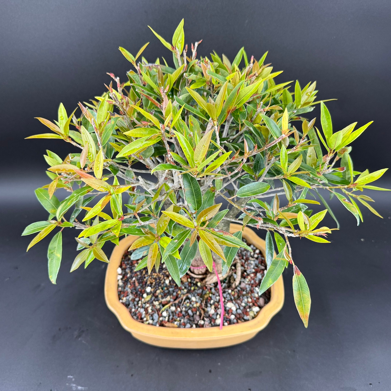 Mature Double Trunk Ficus 89 Bonsai in Japanese Ceramic Pot