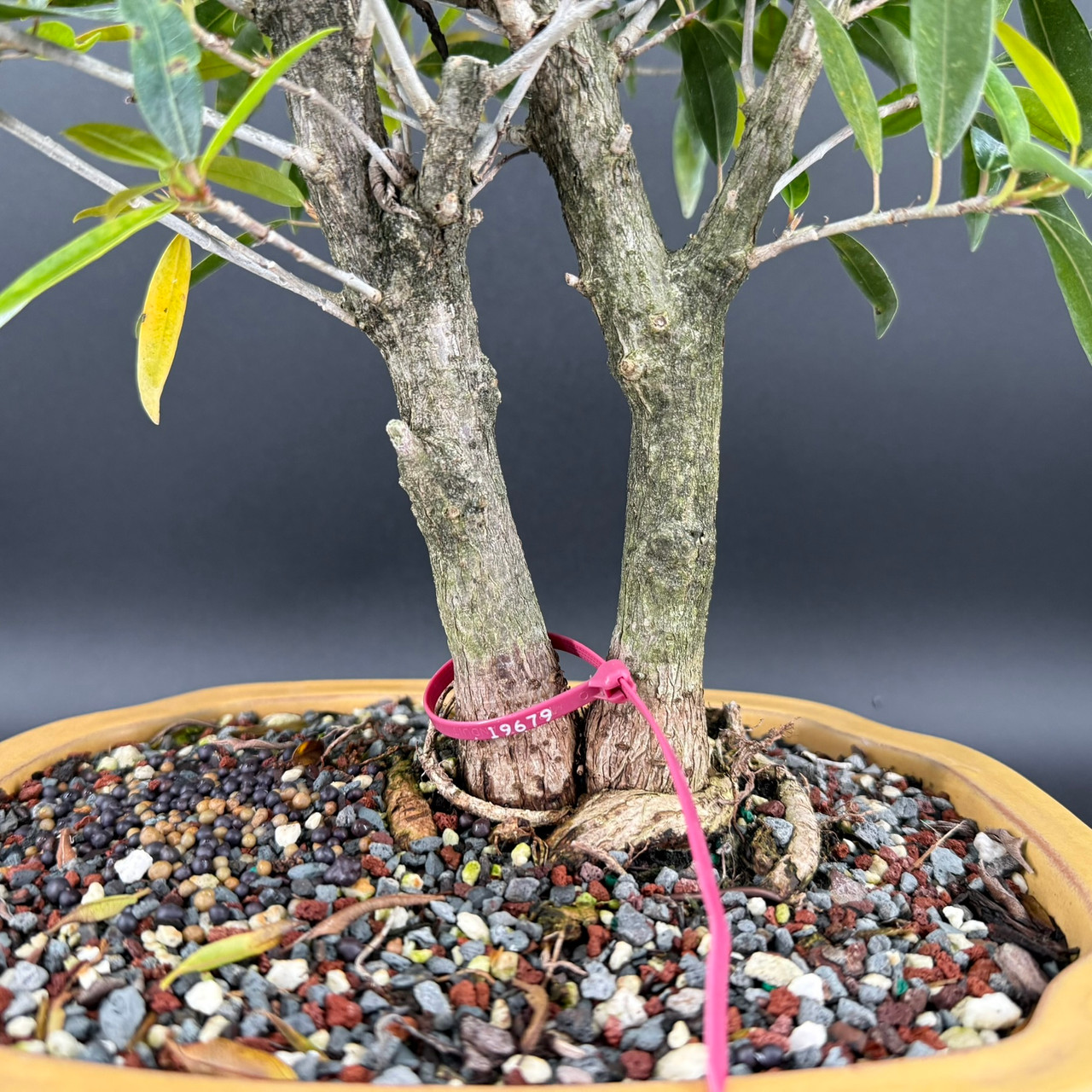 Mature Double Trunk Ficus 89 Bonsai in Japanese Ceramic Pot Mature Double Trunk Ficus 89 Bonsai in Japanese Ceramic Pot