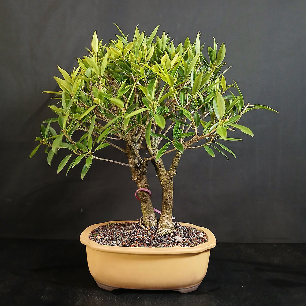 Rare Twin Trunk Willow Leaf Ficus '89 Bonsai with Florida History