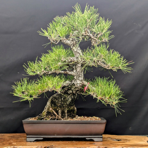 35-Year-Old Japanese Black Pine Bonsai - Grown by Gerald Rainville