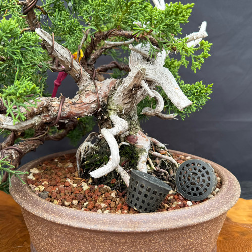 Gerald Rainville Shimpaku Kishu Bonsai - Styled by Pete Olson in Handmade  Jack Hoover Pot (No. 15429)