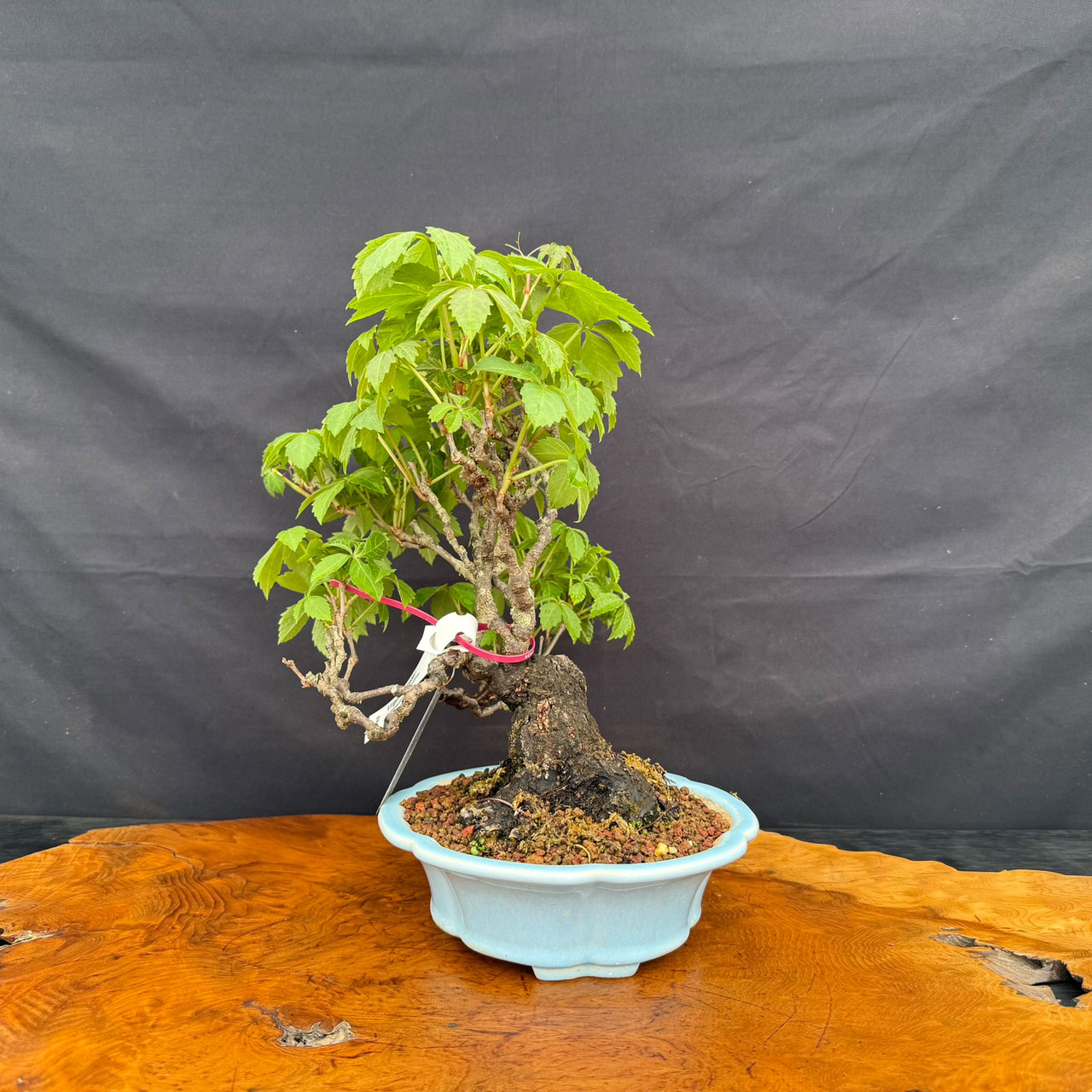 Old Virginia Creeper Bonsai from the Tim Shoup Collection in