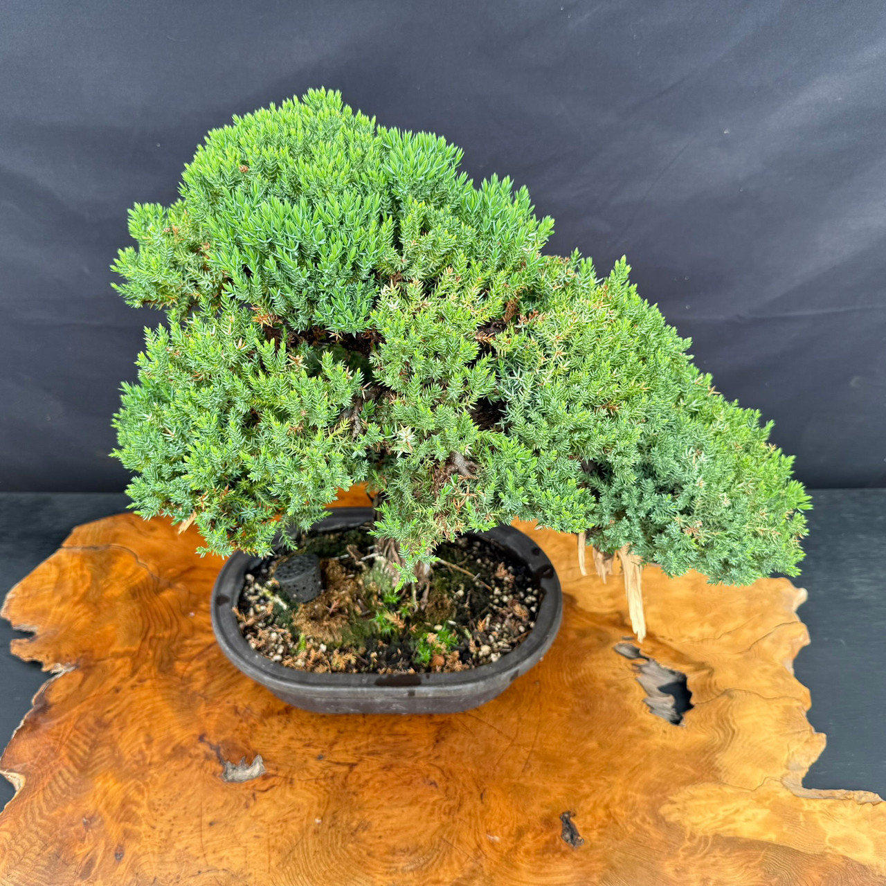 Gerald Rainville Shimpaku Juniper Bonsai with Powerful Aged Trunk