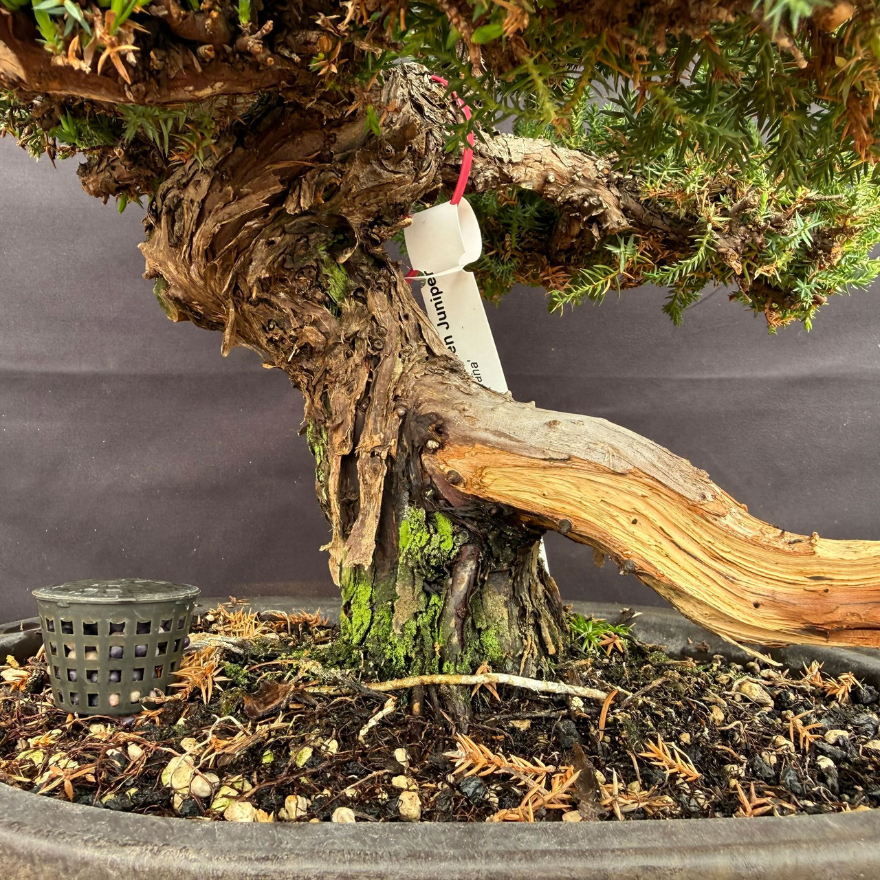 Gerald Rainville Shimpaku Juniper Bonsai with Dramatic Trunk