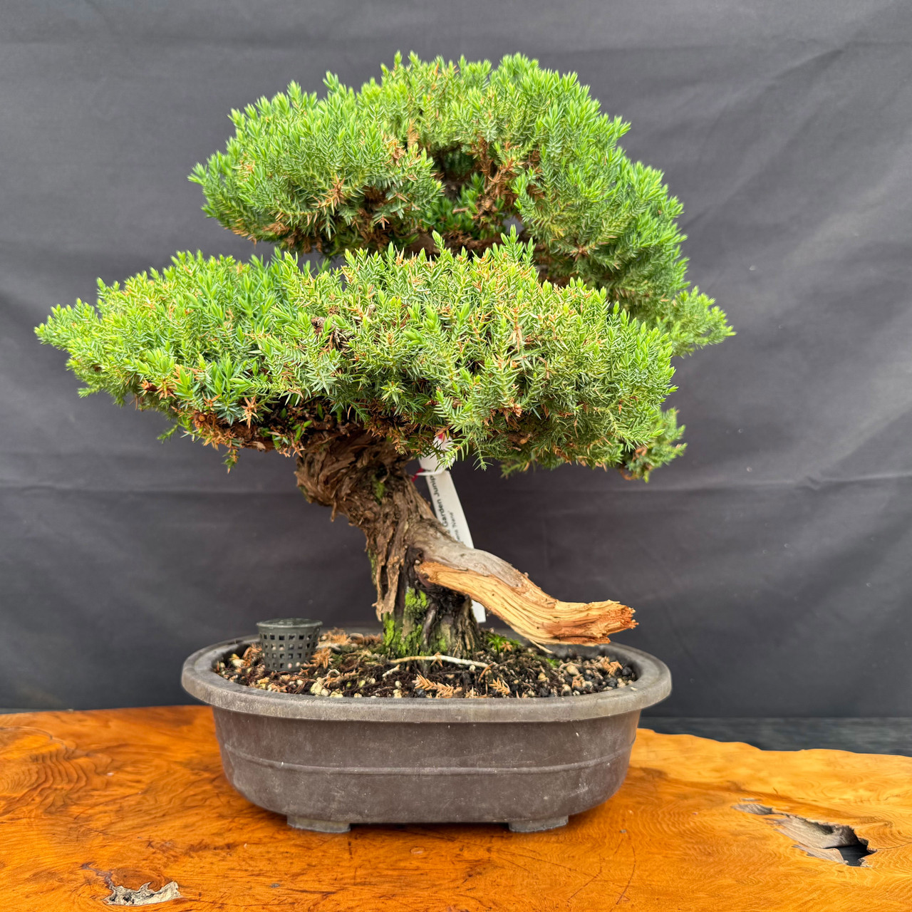 天然苔 bonsai Gerald Rainville Shimpaku Juniper Bonsai with Dramatic Trunk