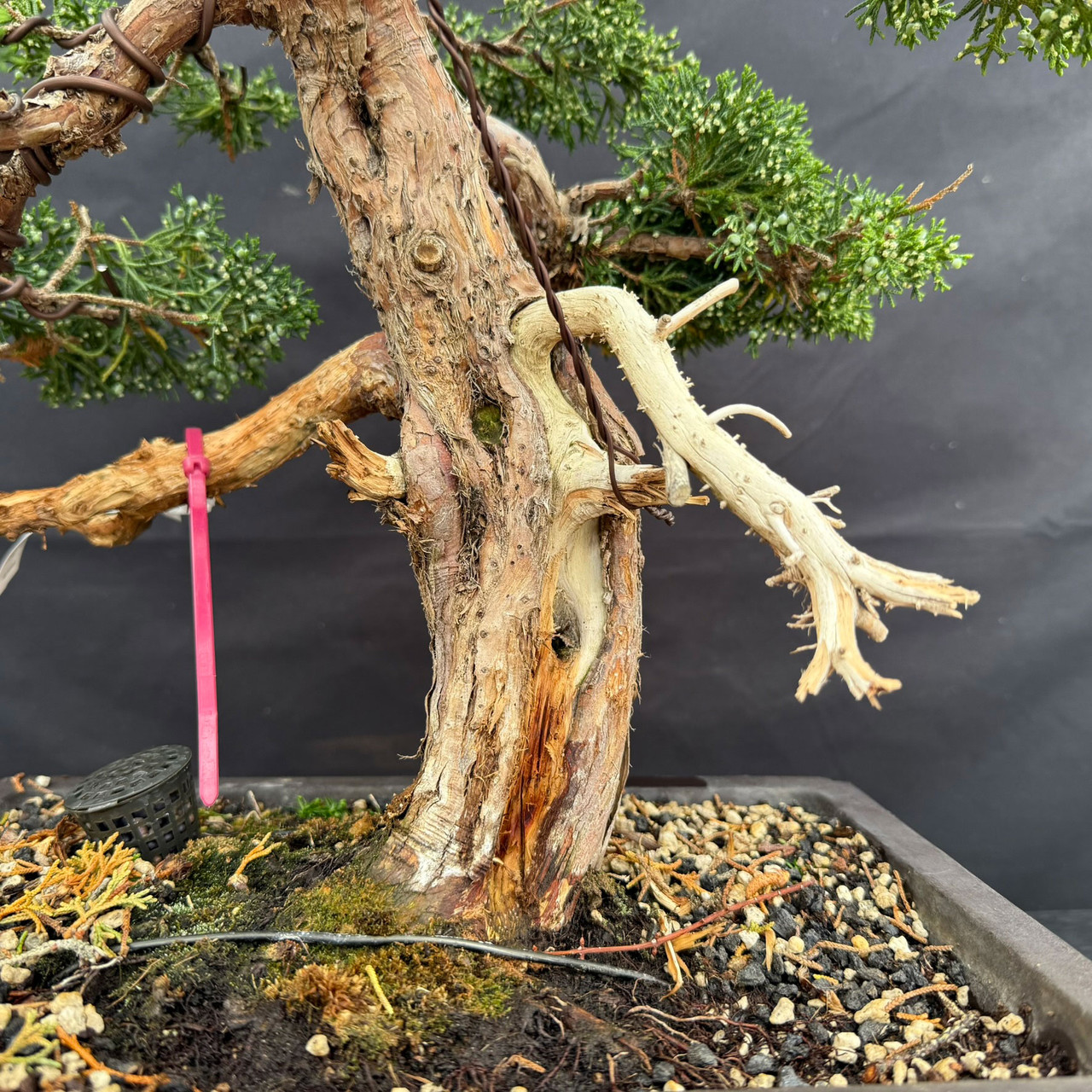 Gerald Rainville Shimpaku Kishu Specimen Pre-Bonsai with Aged