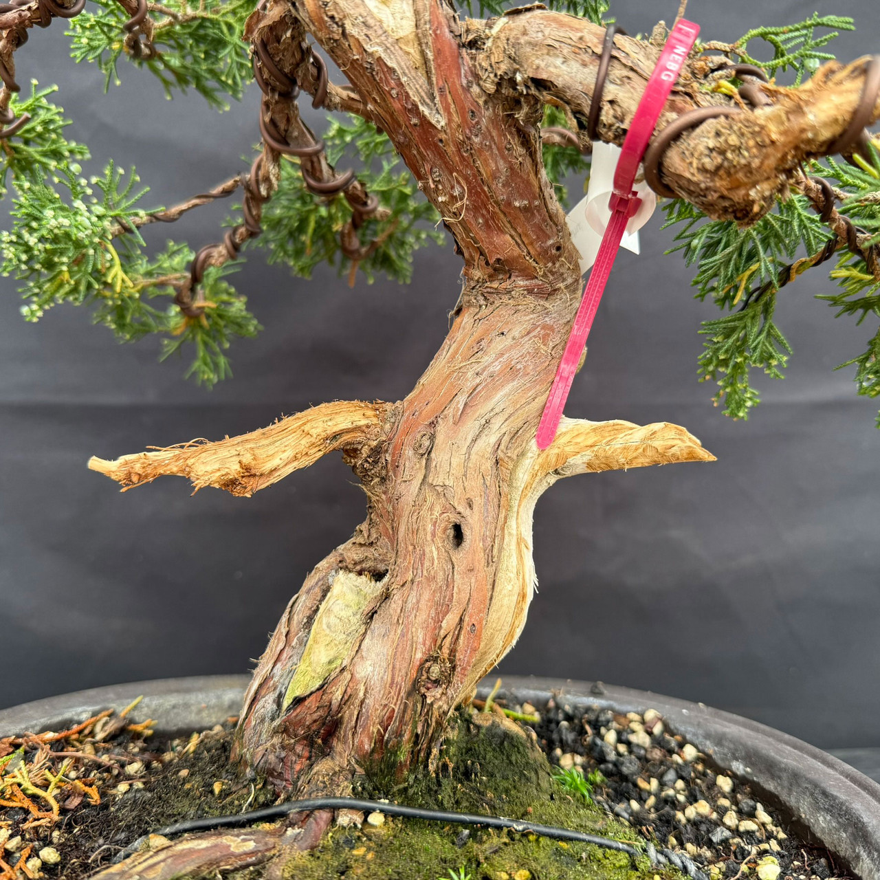 Gerald Rainville Shimpaku Kishu Specimen Pre-Bonsai with Twisting