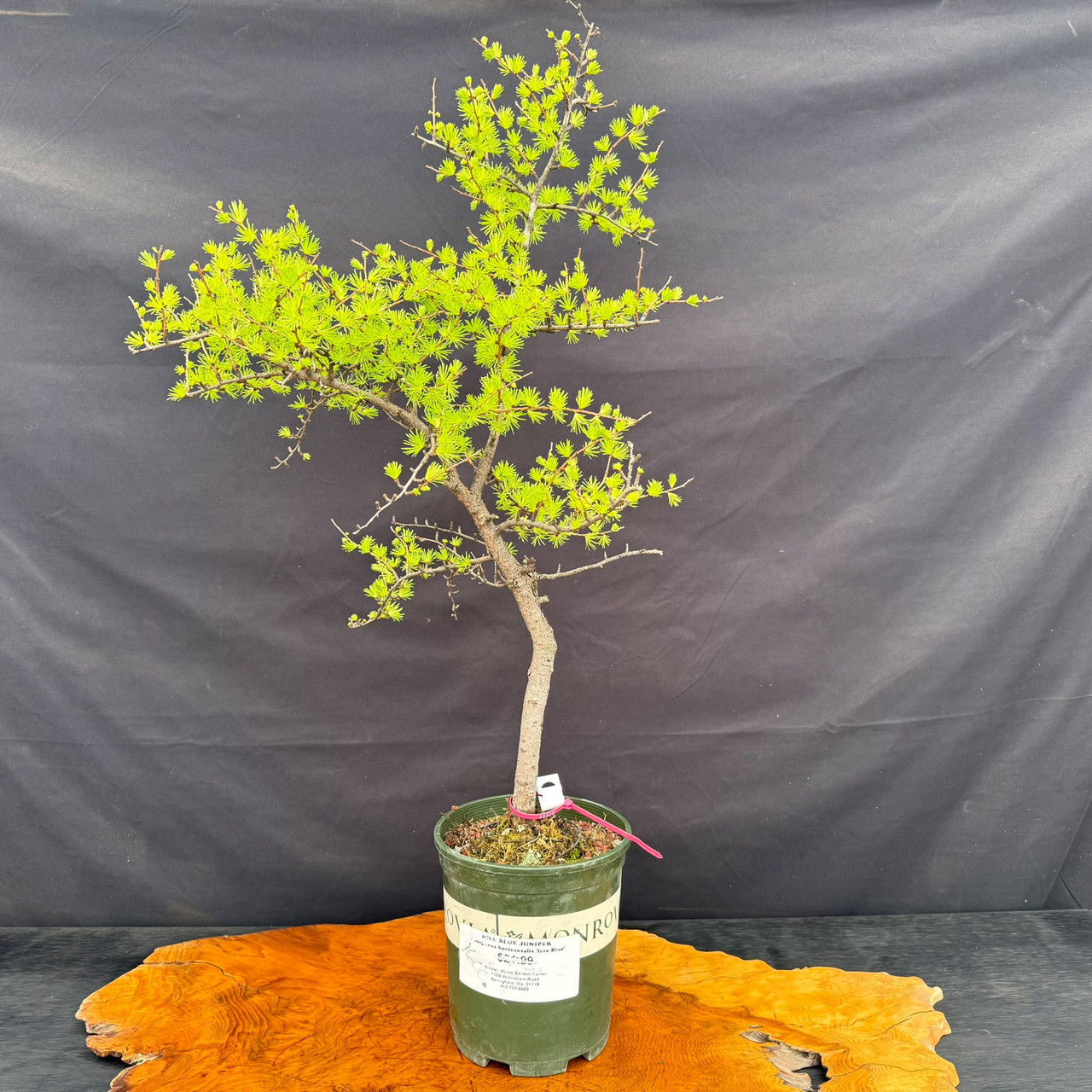 tsuga canadensis bonsai Abbott's Pygmy Canadian Hemlock main image 1
