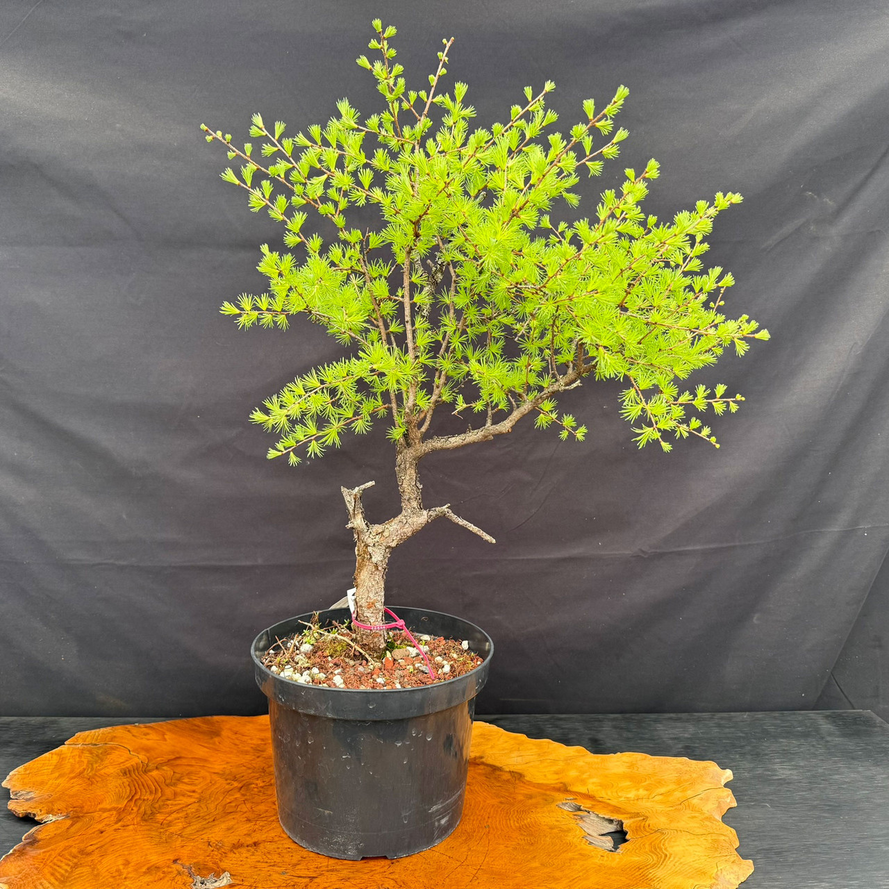 Collected American Larch Pre-Bonsai with Spring Growth | Bonsai Outlet