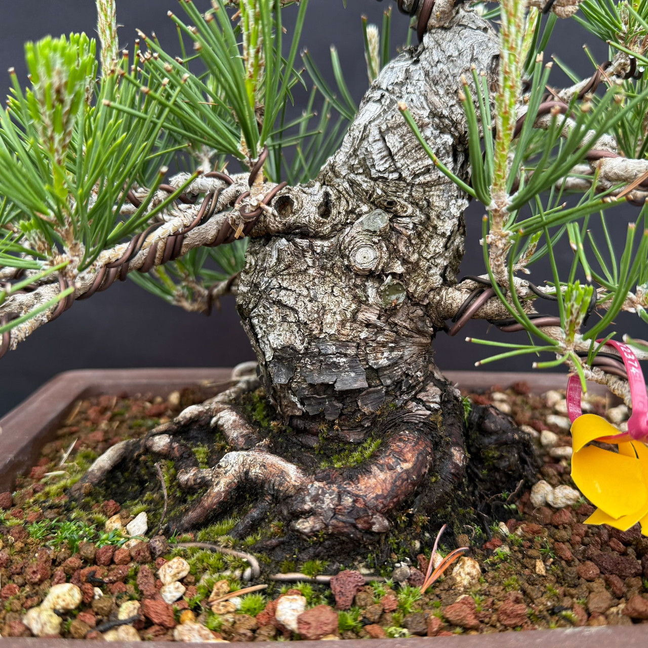 Compact 1986 Japanese Black Pine Bonsai with Rugged Trunk | Bonsai