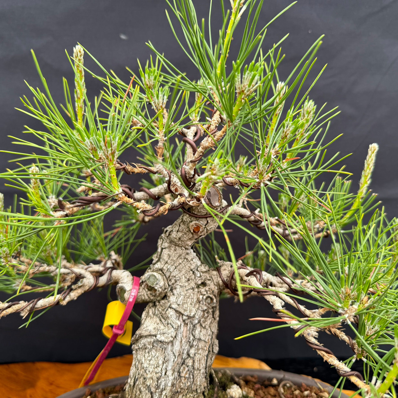 1986 Japanese Black Pine Bonsai with Tall Rugged Trunk | Bonsai Outlet