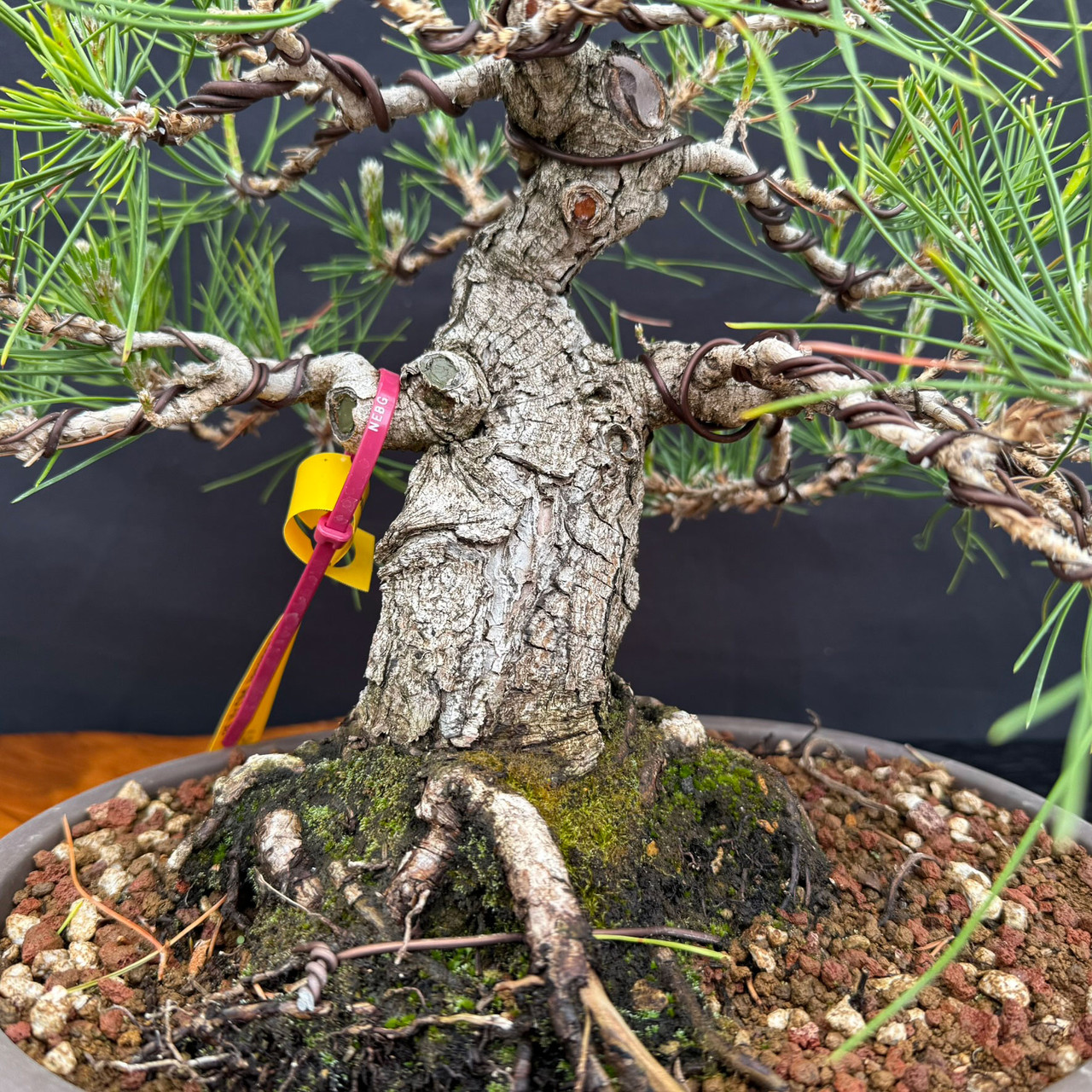 Seed-Grown 1986 Japanese Black Pine Bonsai  Tall Rugged Trunk in Oval Pot