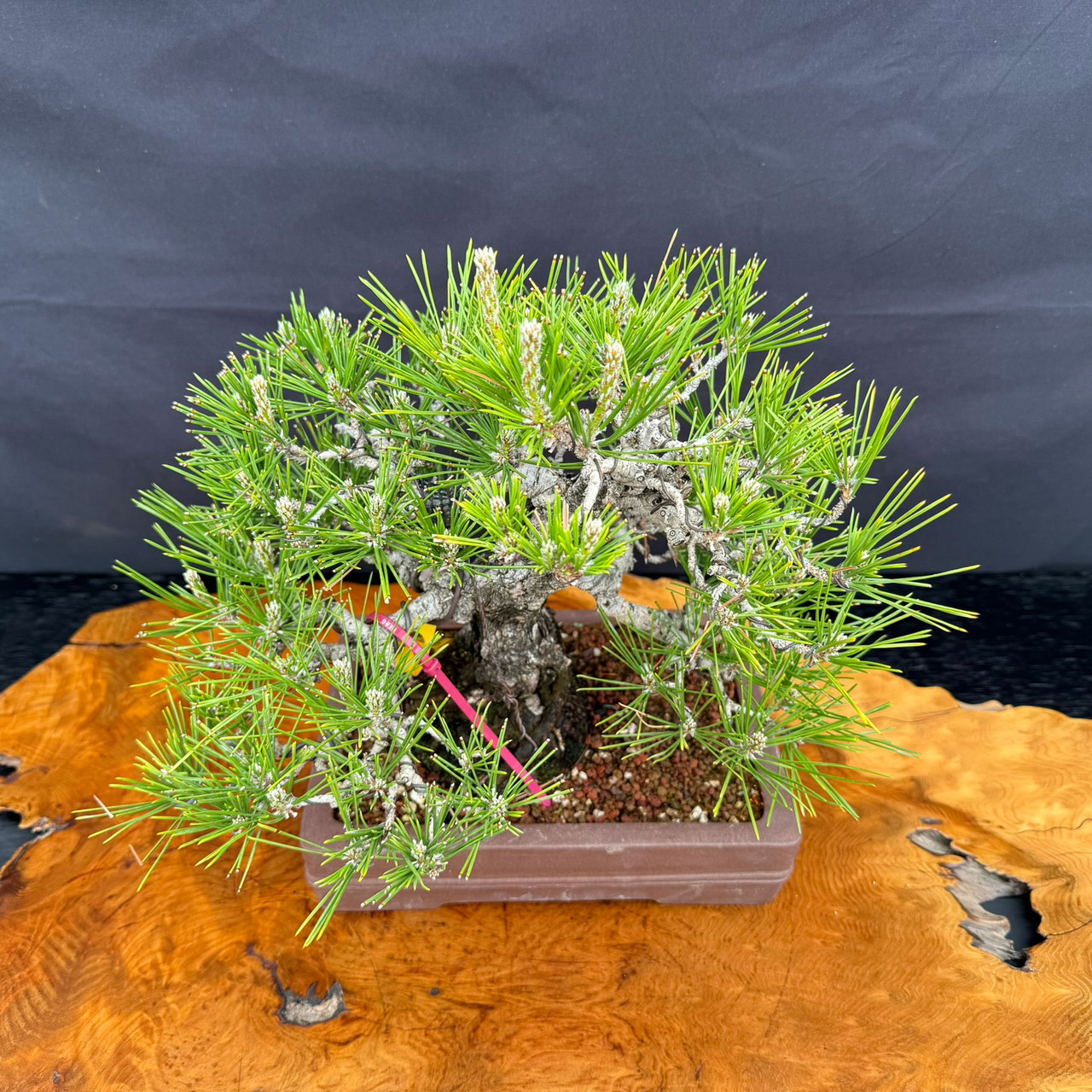 1986 Japanese Black Pine Bonsai with Arched Trunk | Bonsai Outlet
