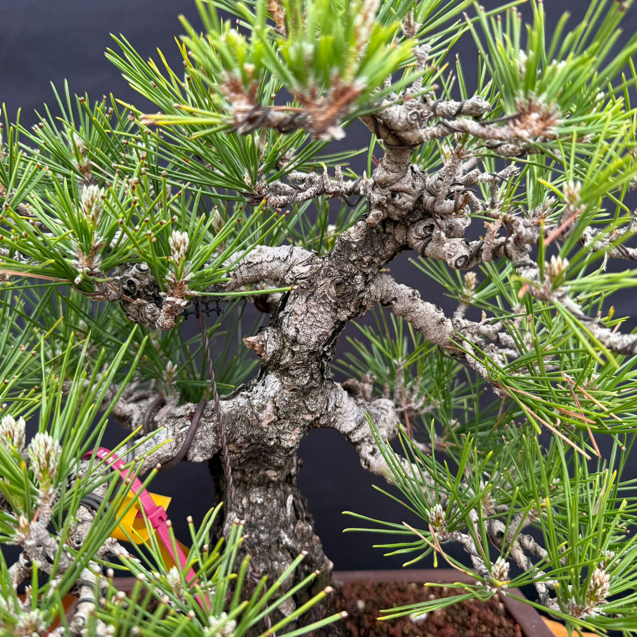 1986 Japanese Black Pine Bonsai with Arched Trunk | Bonsai Outlet