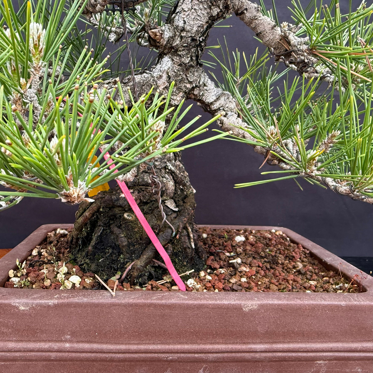 1986 Japanese Black Pine Bonsai with Arched Trunk | Bonsai Outlet
