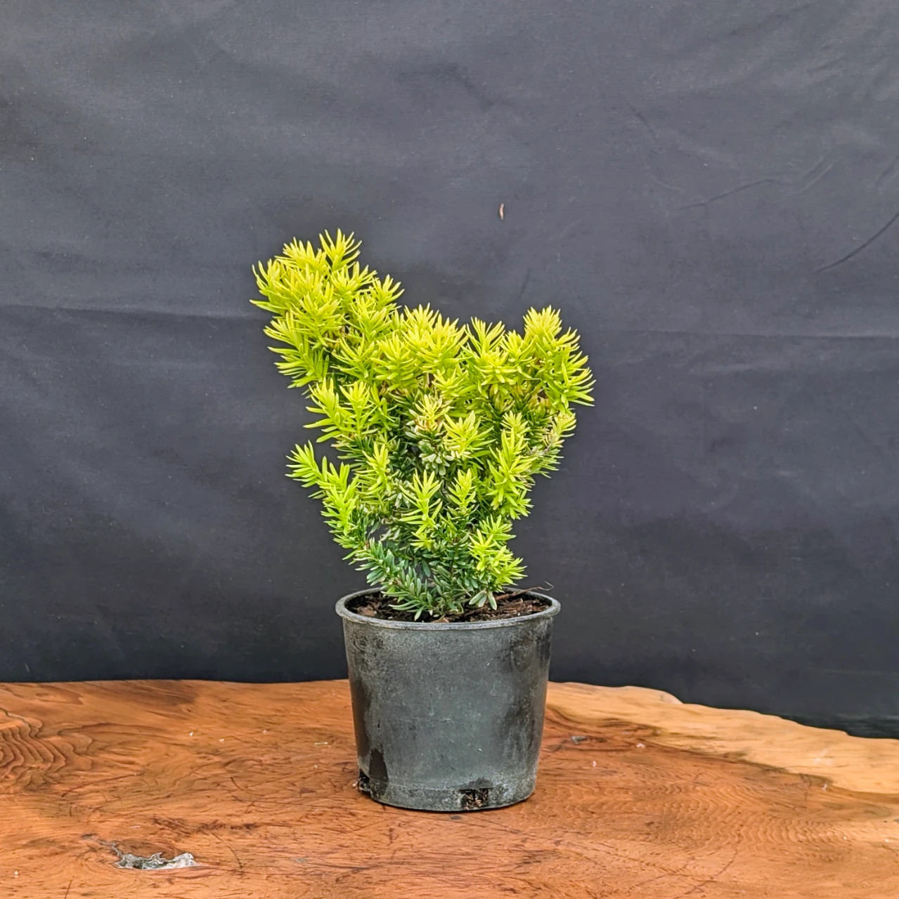 Live Conifer Pre-Bonsai Bundle, 3 Trees: Little Gem Norway Spruce