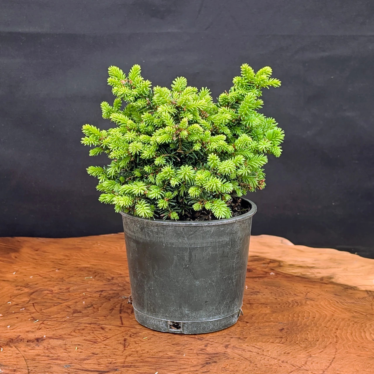 Live Conifer Pre-Bonsai Bundle, 3 Trees: Little Gem Norway Spruce
