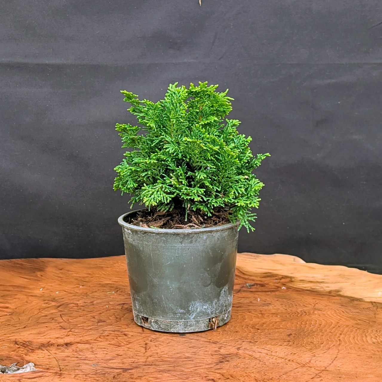 Live Conifer Pre-Bonsai Bundle, 3 Trees: Little Gem Norway Spruce