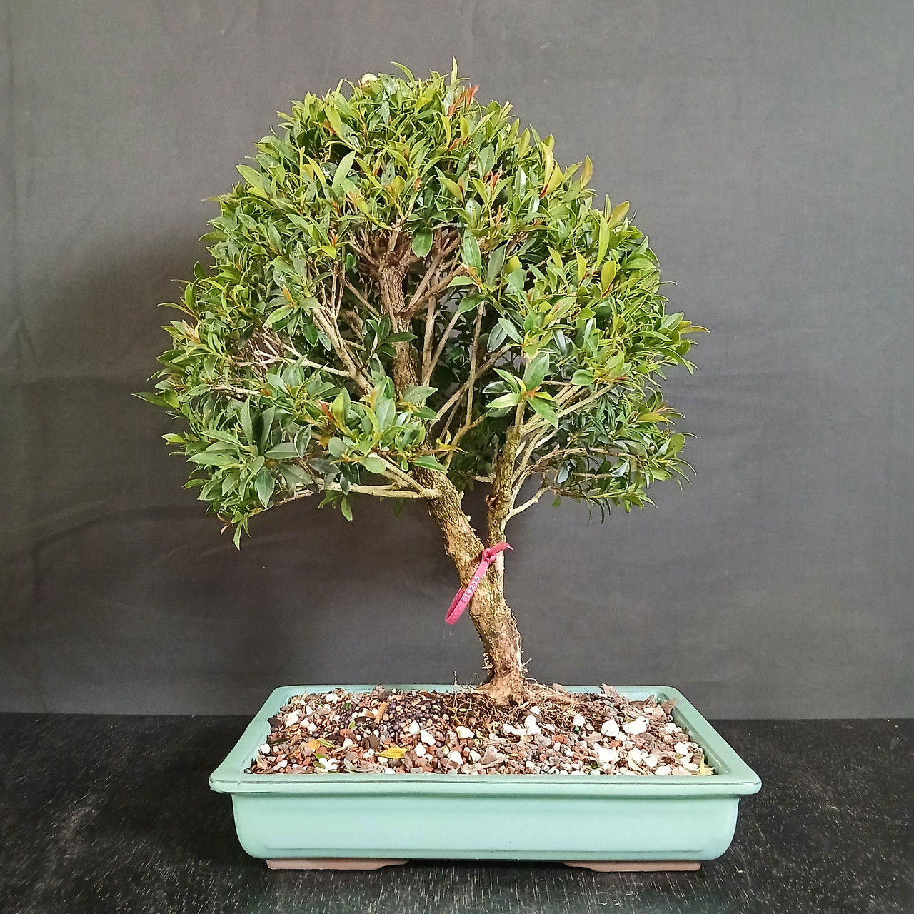 Australian Brush Cherry Bonsai with Full Rounded Canopy in Glazed Japanese  Pot