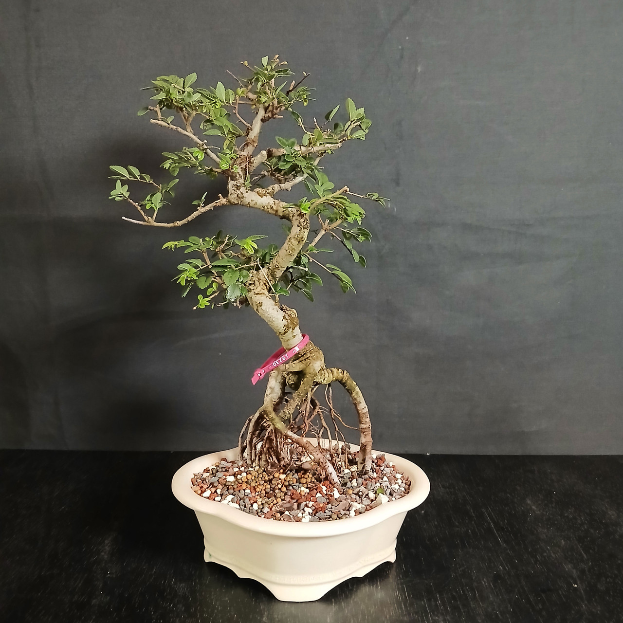 Imported Chinese Elm Bonsai with Exposed Roots | Bonsai Outlet