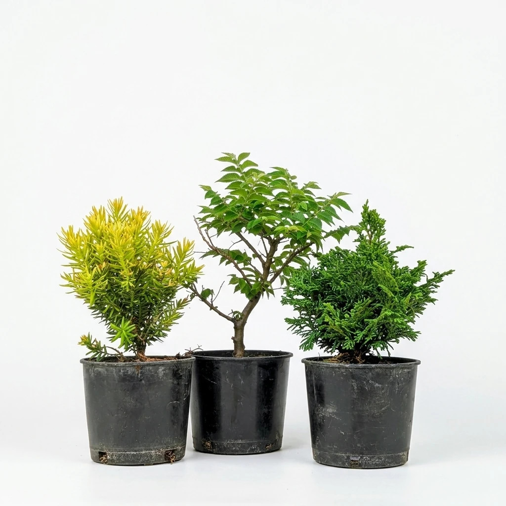 Pre-Bonsai Bundle, 3 Trees: Jacqueline Hillier Elm, Dwarf Golden