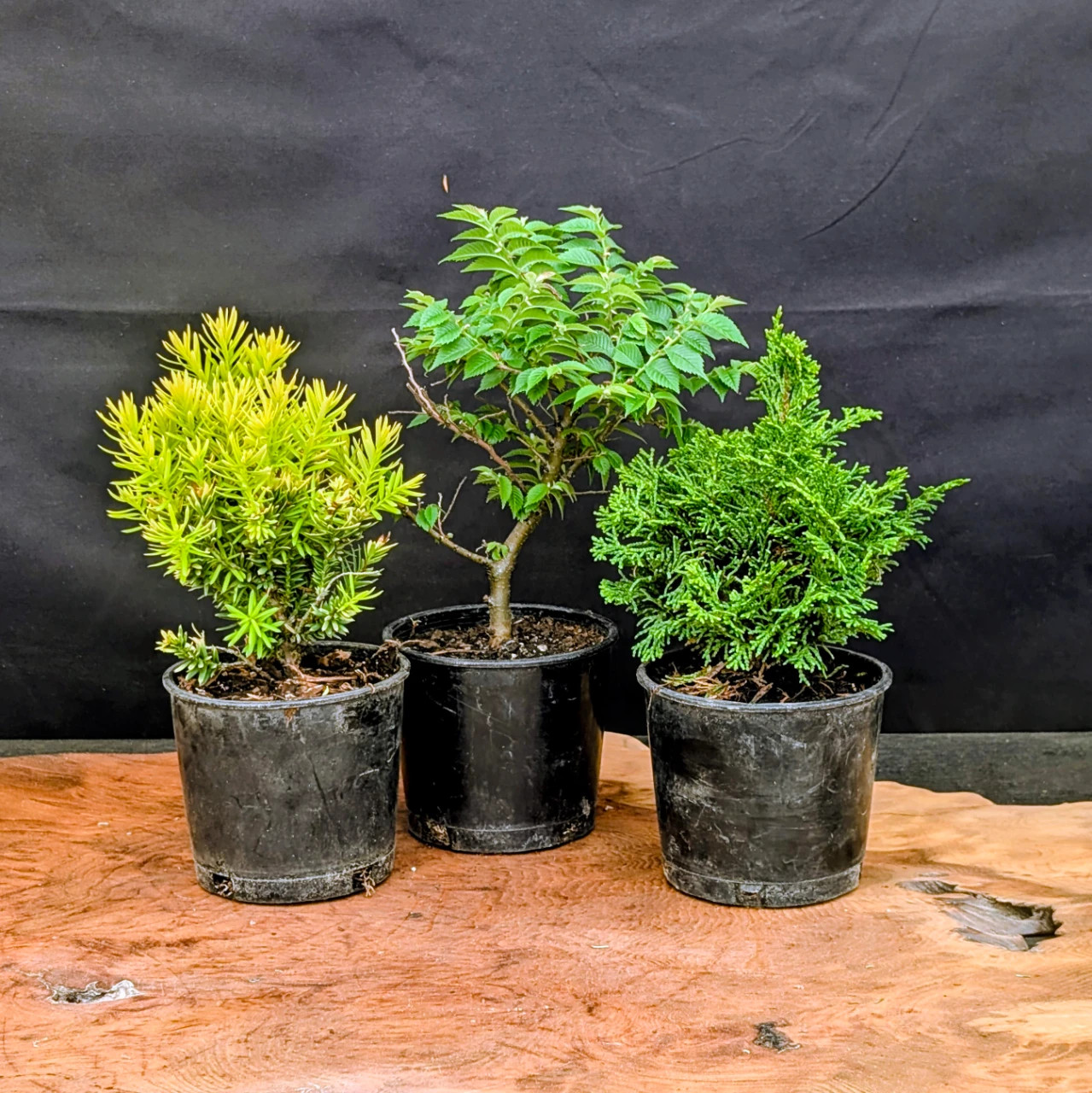 Pre-Bonsai Bundle, 3 Trees: Jacqueline Hillier Elm, Dwarf Golden