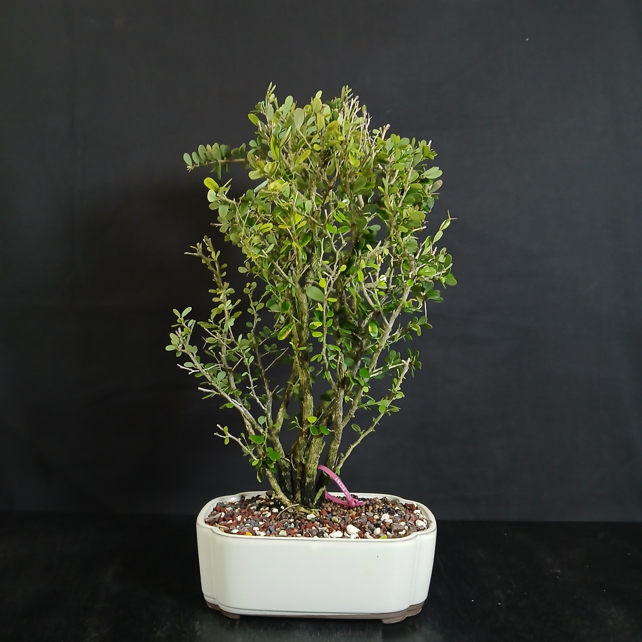 Flowering Vietnamese Blue Bell Bonsai with Sweet Grape Fragrance (No. 19272)