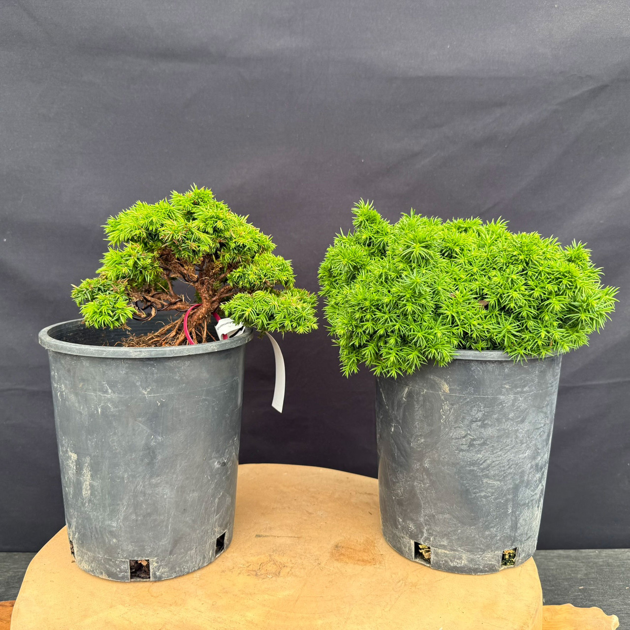 Japanese Dwarf Cedar Pre-Bonsai in 1 Gallon Pot | Bonsai Outlet