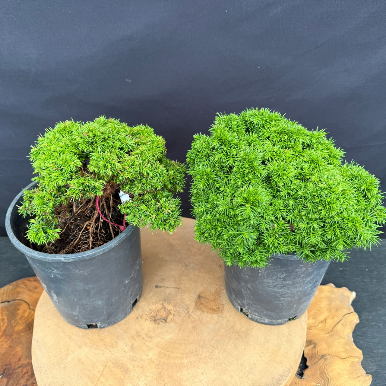 Japanese Dwarf Cedar Pre-Bonsai in 1 Gallon Pot | Bonsai Outlet