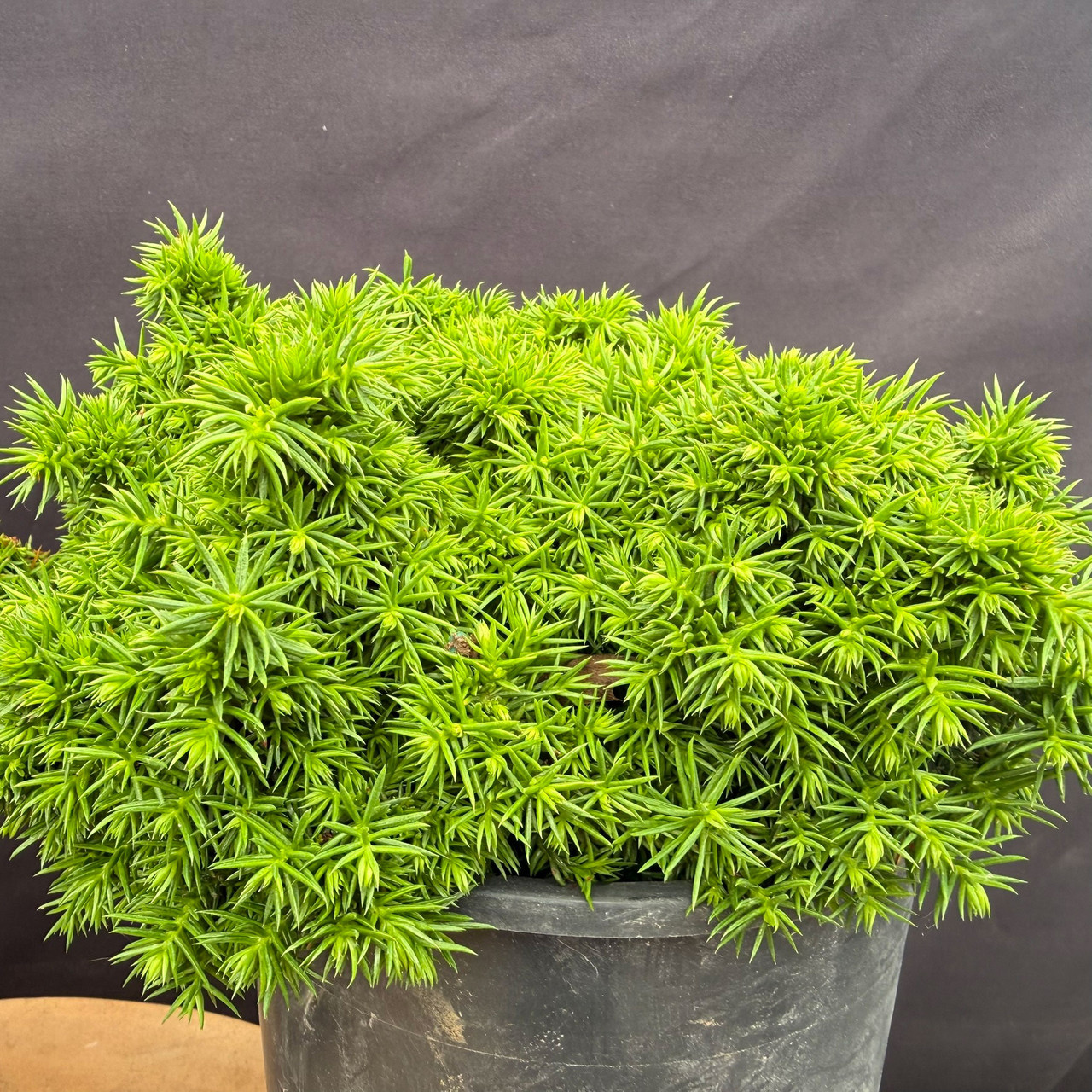 Japanese Dwarf Cedar Pre-Bonsai in 1 Gallon Pot | Bonsai Outlet