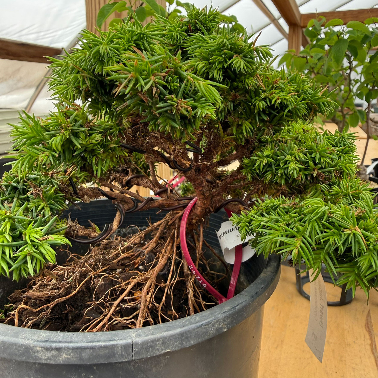 Japanese Dwarf Cedar Pre-Bonsai in 1 Gallon Pot | Bonsai Outlet