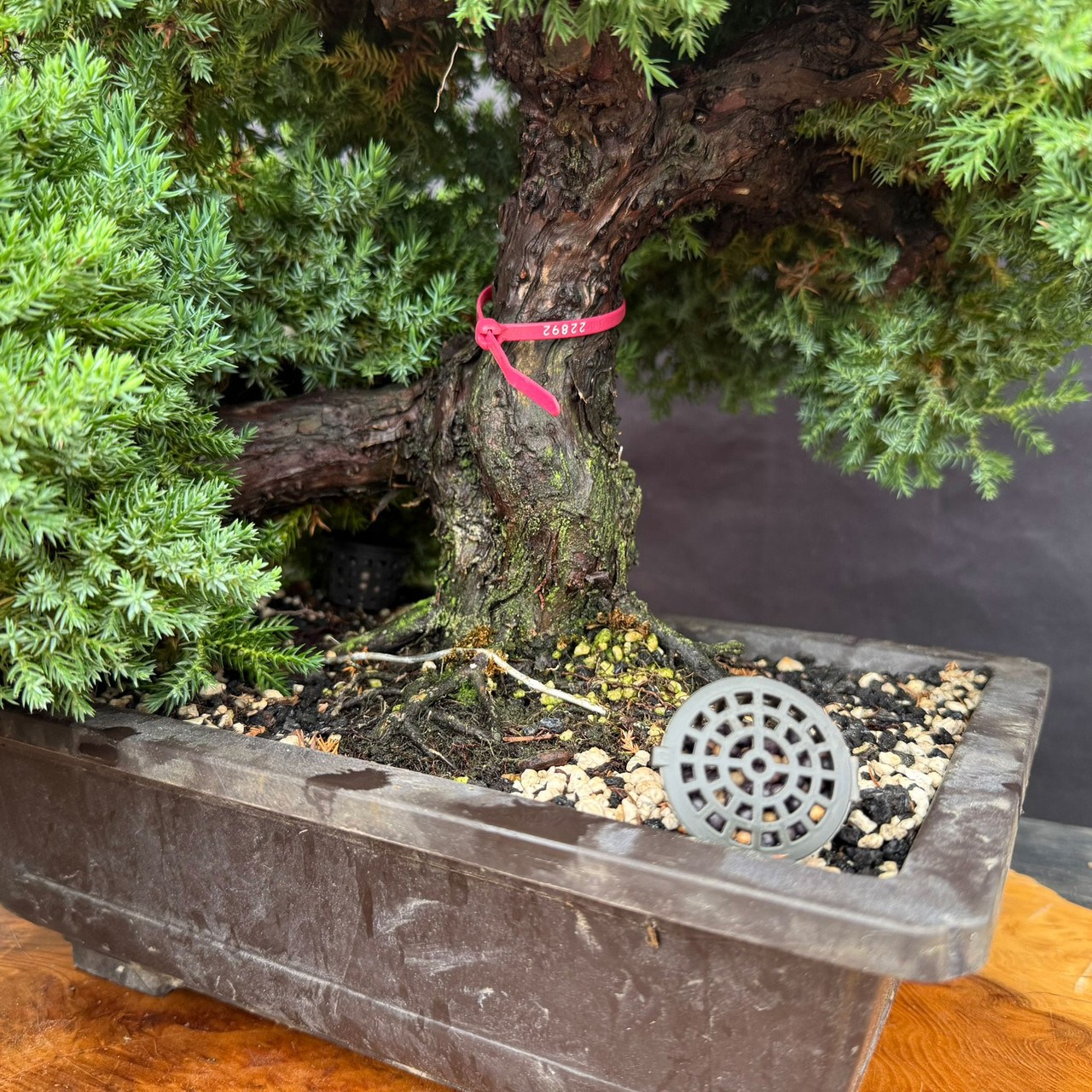 Mature Juniper Procumbens Nana with 2.5 Inch Trunk | Bonsai Outlet