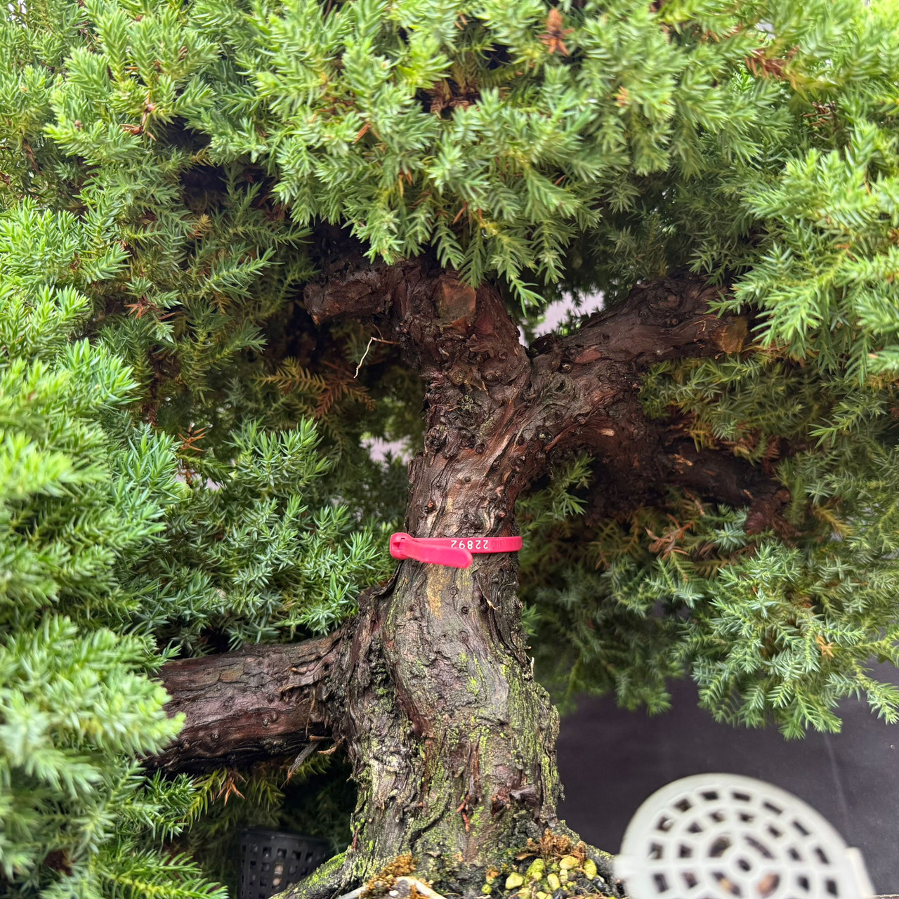 Mature Juniper Procumbens Nana with 2.5 Inch Trunk | Bonsai Outlet