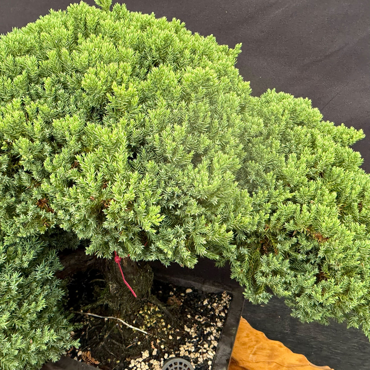 Mature Juniper Procumbens Nana with 2.5 Inch Trunk | Bonsai Outlet