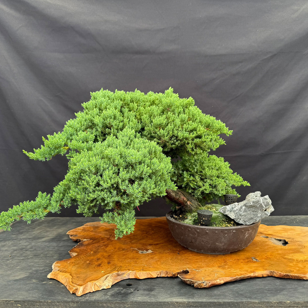 盆栽 upyh0ccmpri31hhvmd08 Mature Juniper Procumbens Nana Pre-Bonsai 1986 | Bonsai Outlet